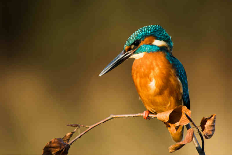 Kingfisher, A photo of a Kingfisher 