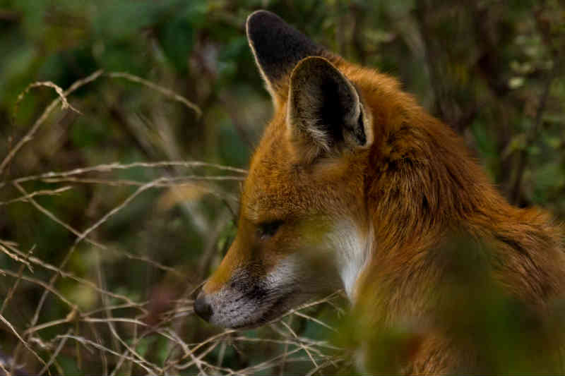 Fox, Red fox