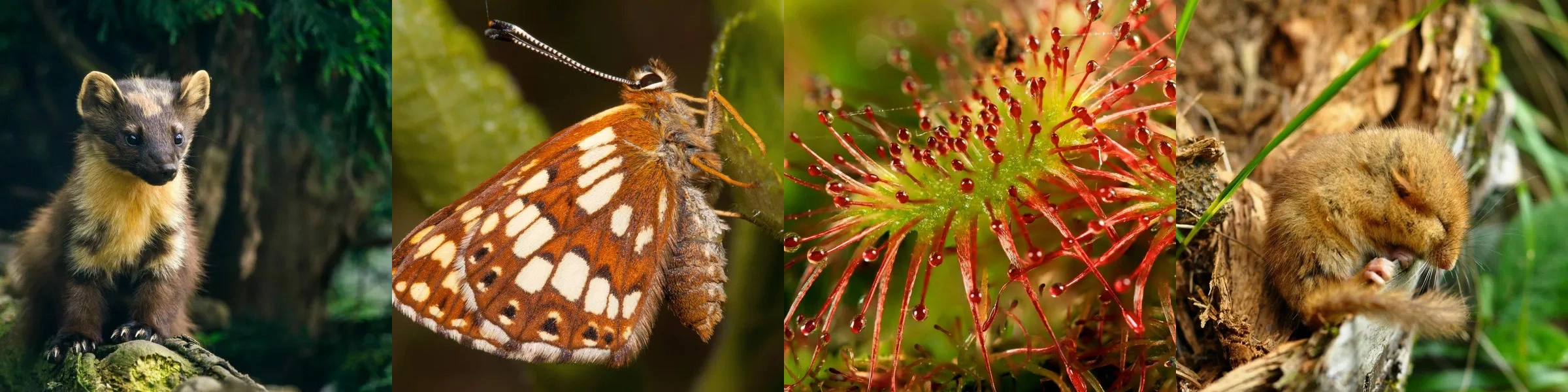 Various species showcased.