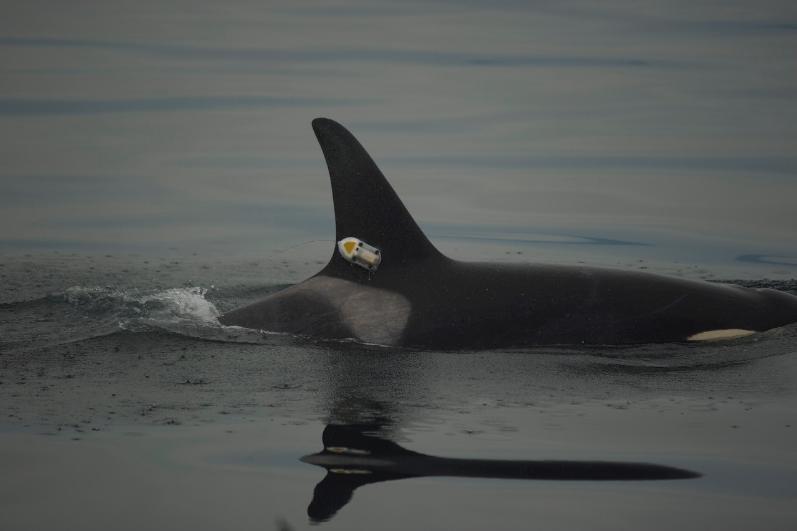 image of a killer whale for the Volker lecture 