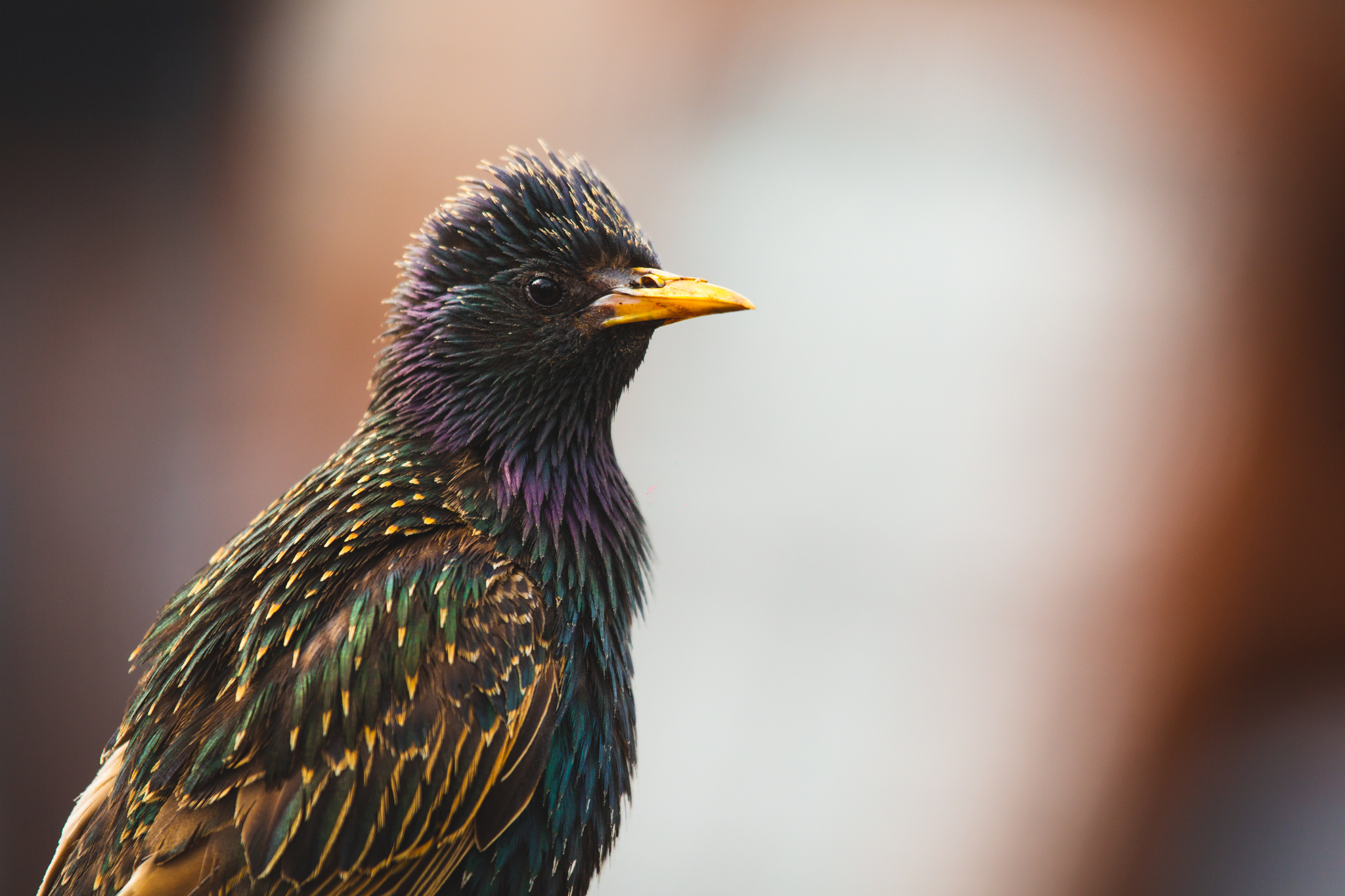 Wildlife Watching from Your Garden or Window