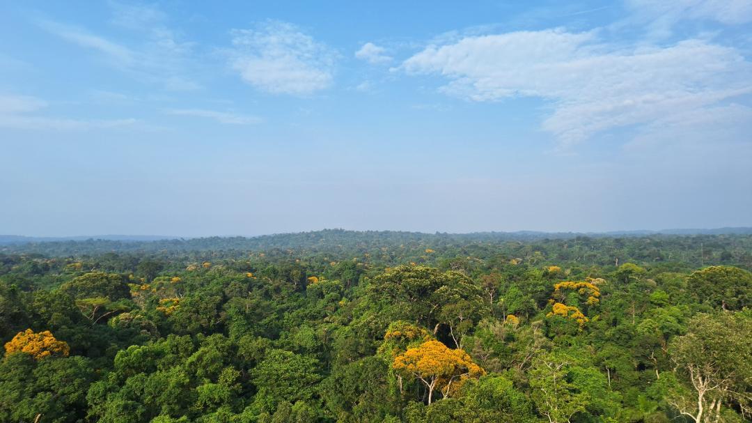 Amazon Rainforest Tree Diversity Research