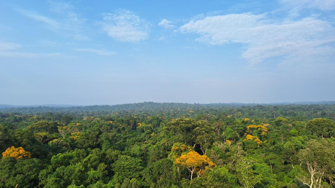 Amazon Rainforest Tree Diversity Research