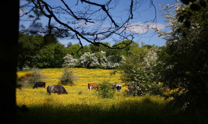 Cows, Cow in a field