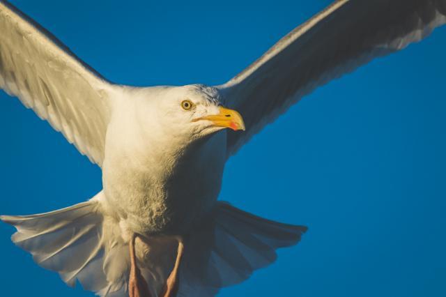 Cain Scrimgeour gull shot - Wildlife Media, Photograph of seagull in flight.