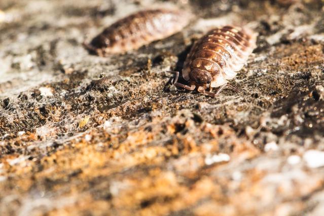 Cain Scrimgeour woodlice shot - Wildlife Media, Close up photograph of woodlouse.