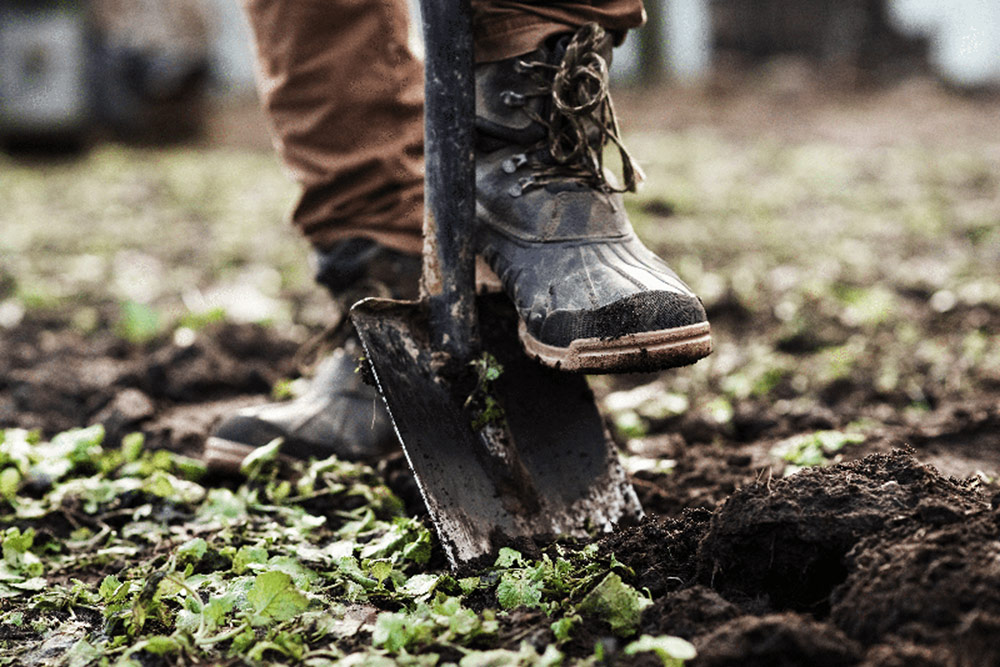 A person digging a hole, A person digging a hole, A pair of feet pushing a spade into the earth to dig a hole for tree planting.