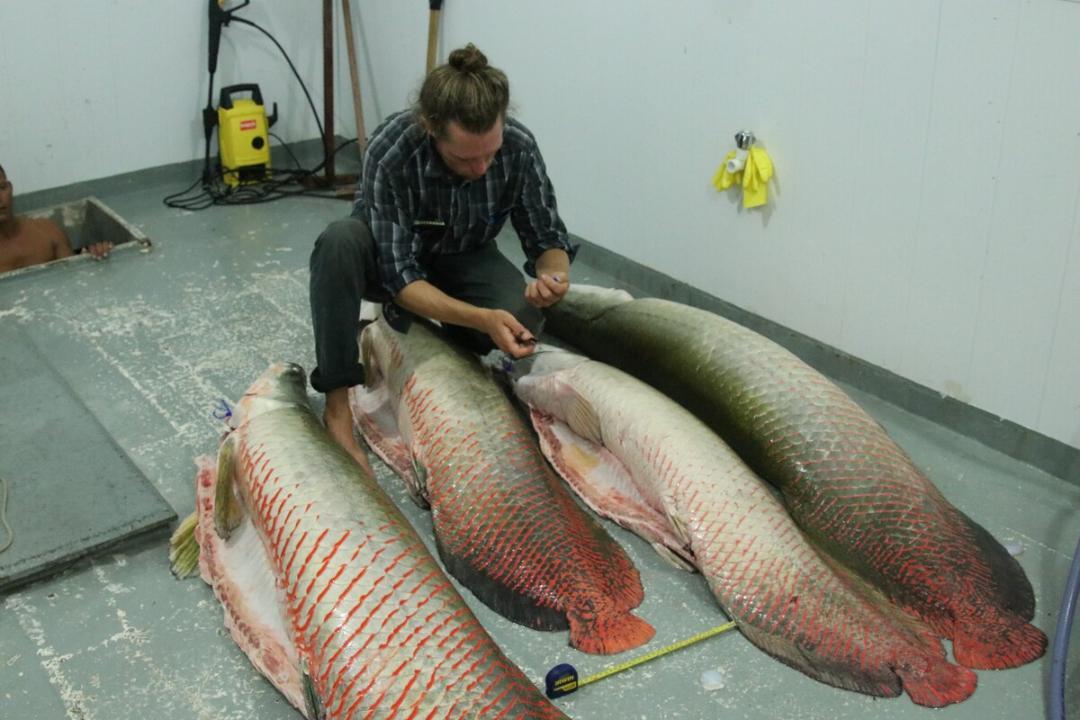 Amazonian Fisheries Research Supports Conservation
