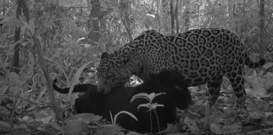First film footage of a black jaguar mating