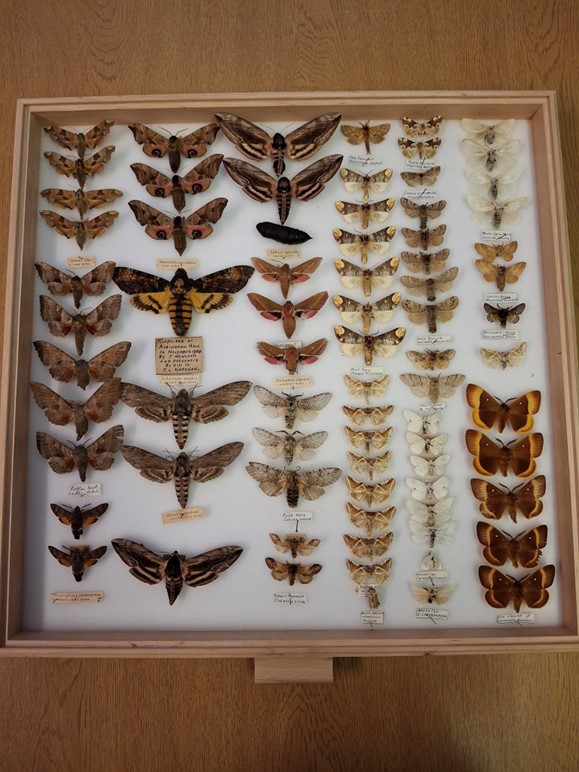 O. Merryweather butterfly and moth collection, Student Story Image