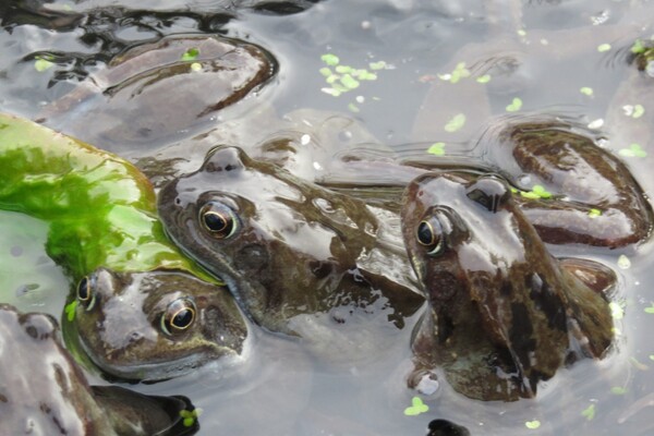 O. Merryweather Fusehill pond, Student Story Image