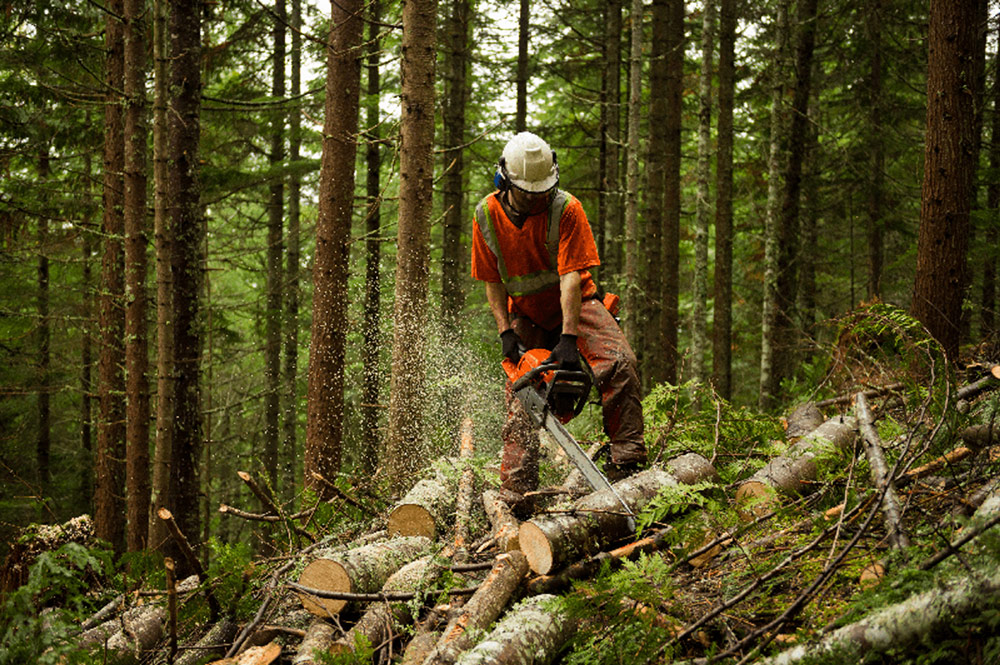 Forester using a chainsaw, Forester using a chainsaw, Forester standing in woodland using a chainsaw to cut logs.