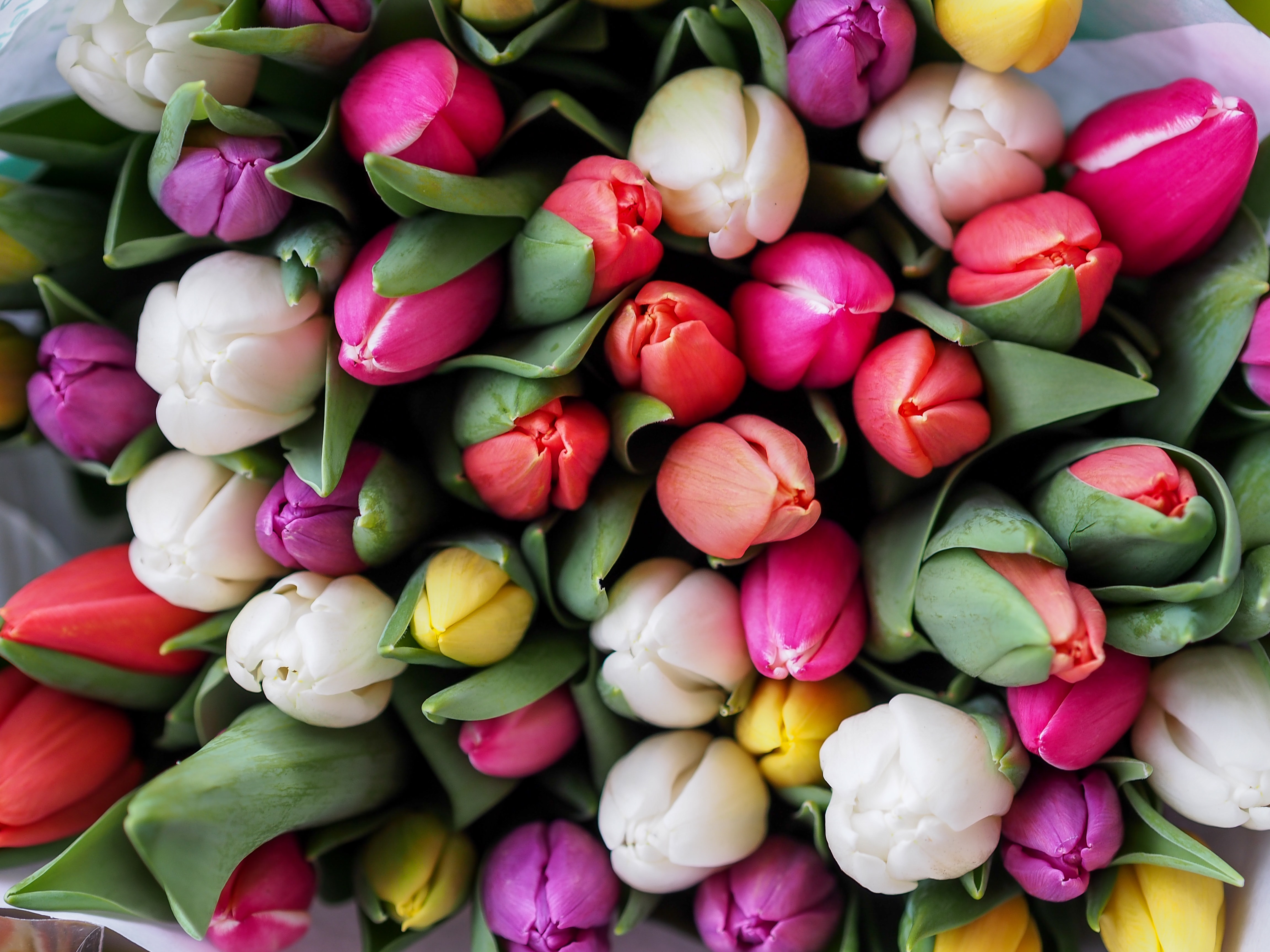 Easter Flowers, Colourful tulips
