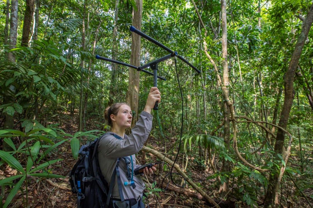Understanding White-Nosed Coati Vocalisations