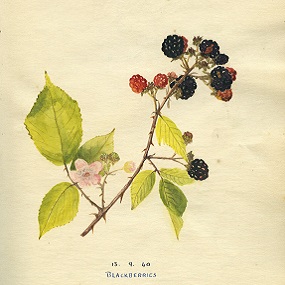 E M Wiley Painted Blackberries