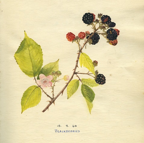 Blackberries, E M Wiley Painted Blackberries