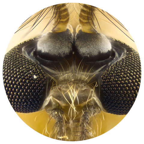 Midge, A microscopic picture of the eyes of an insect