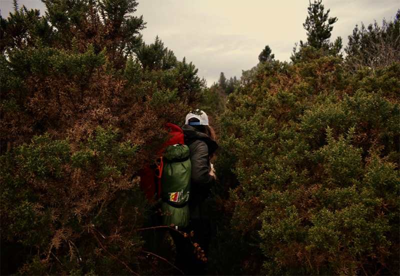 How to Choose a University 3, A photo of People hiking through thick Gorse bushes 