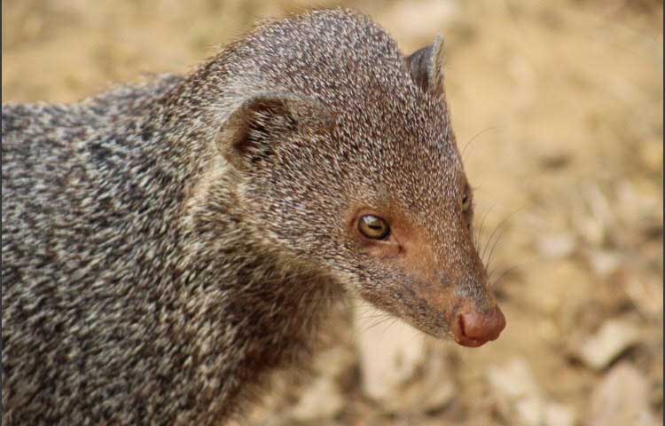 Mongoose, Up close photo of a mongoose