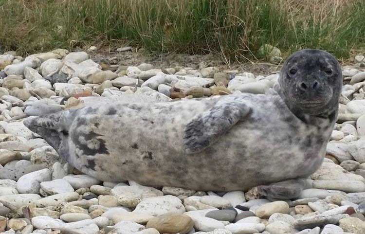 Seal, Photo of a seal lying on rocks