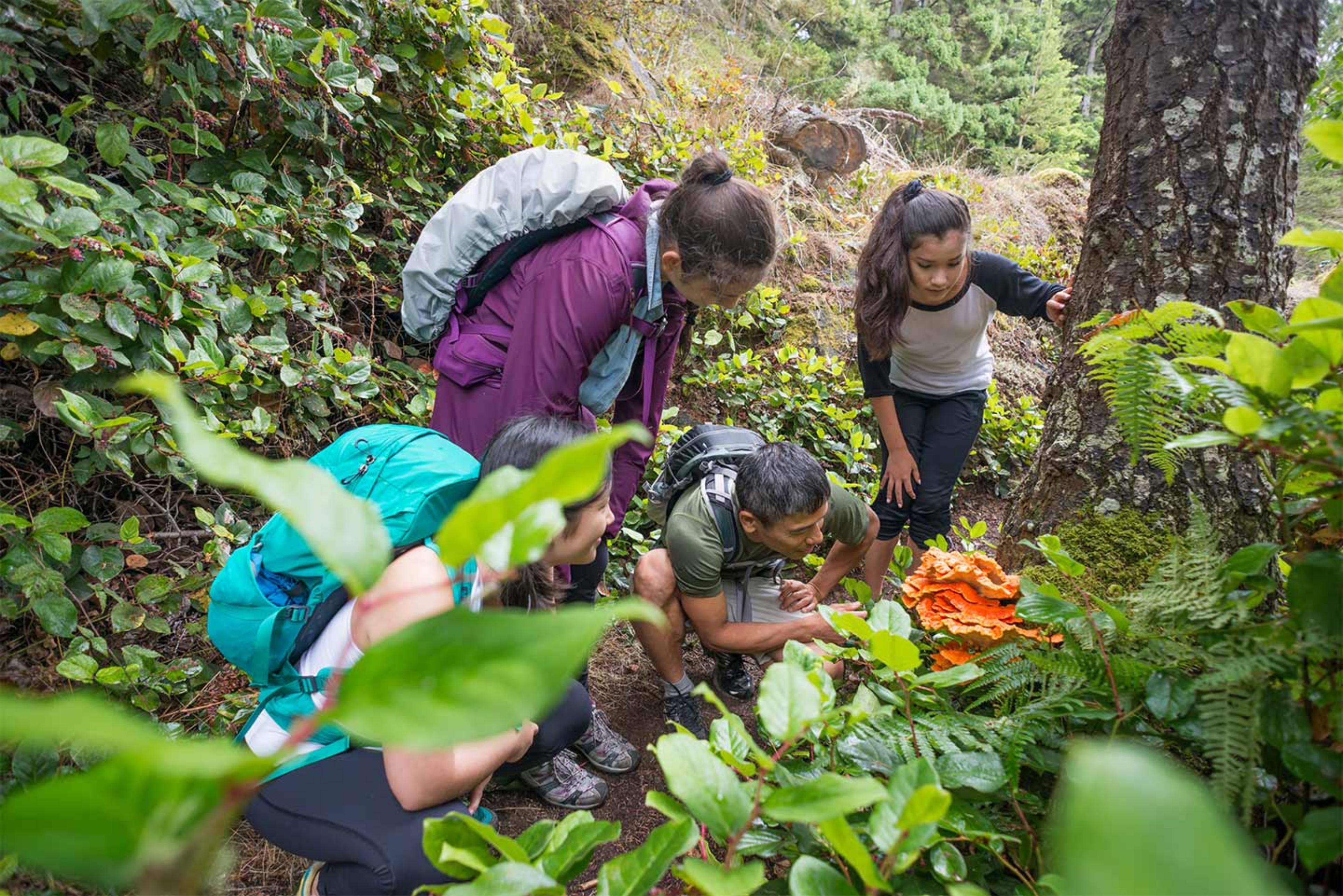 A group of people inspecting a tree fungus , A group of three female students bending down to look at a fungus growing on a tree in a forest during the day. It is being shown to them by a man crouching down in front of it. They look fascinated.