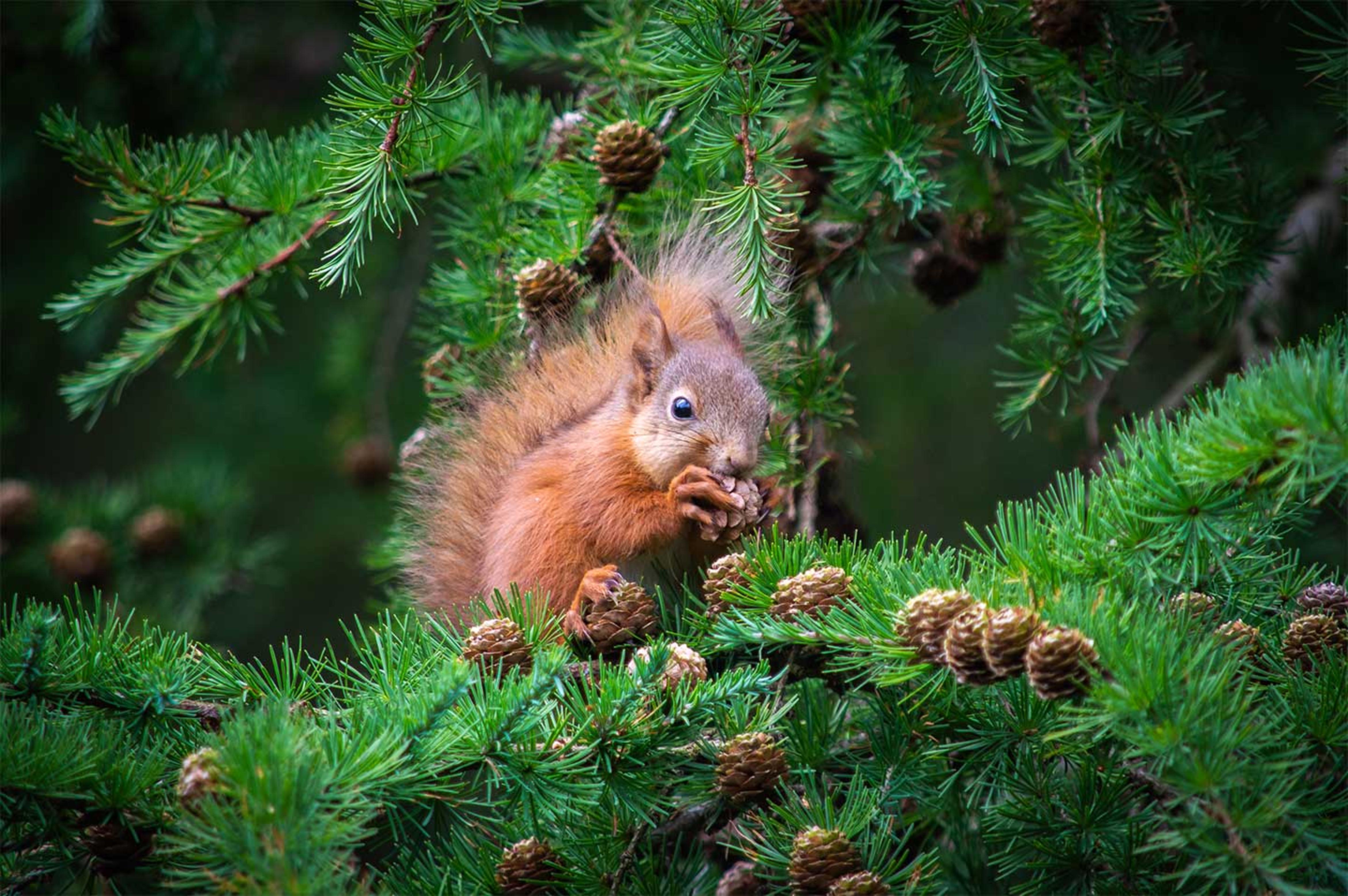 A red squirrel in a tree , A red squirrel sitting in a pine tree and gnawing on a pine cone in daylight. 