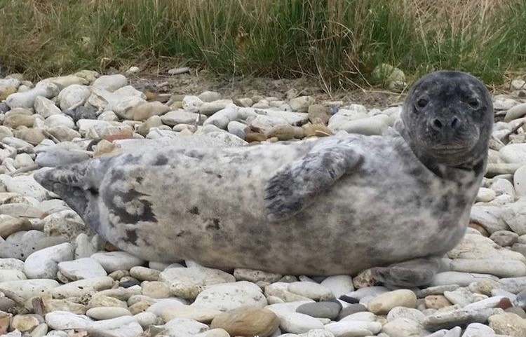 Animal Conservation Blog 3, Pedro the seal!