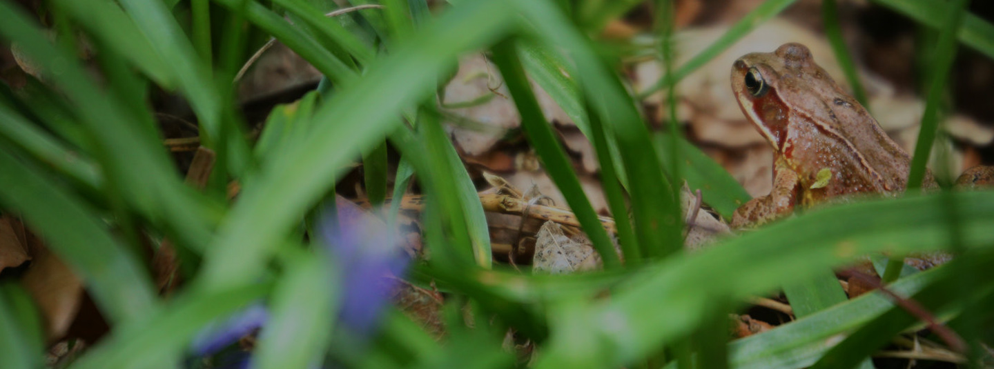 Frog nestled in grass