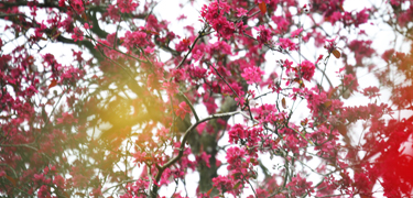 tree with pink blossoms