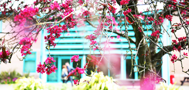 Trees outside of the Alexandra building