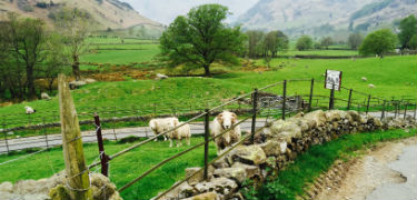 Sheep in a field 