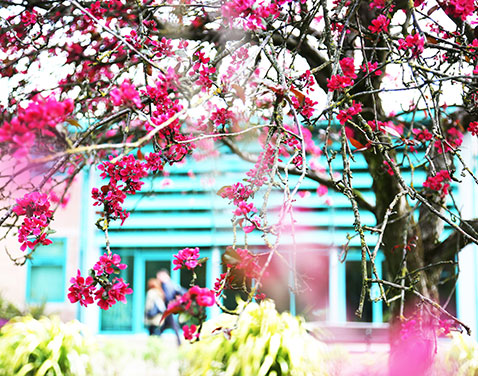 Alexandra Building through trees