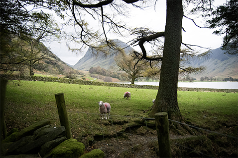 Lake District 2, Lake District Landscape 