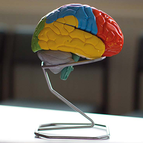  Psychology: Model of a brain 