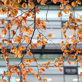 close up of tree flowers