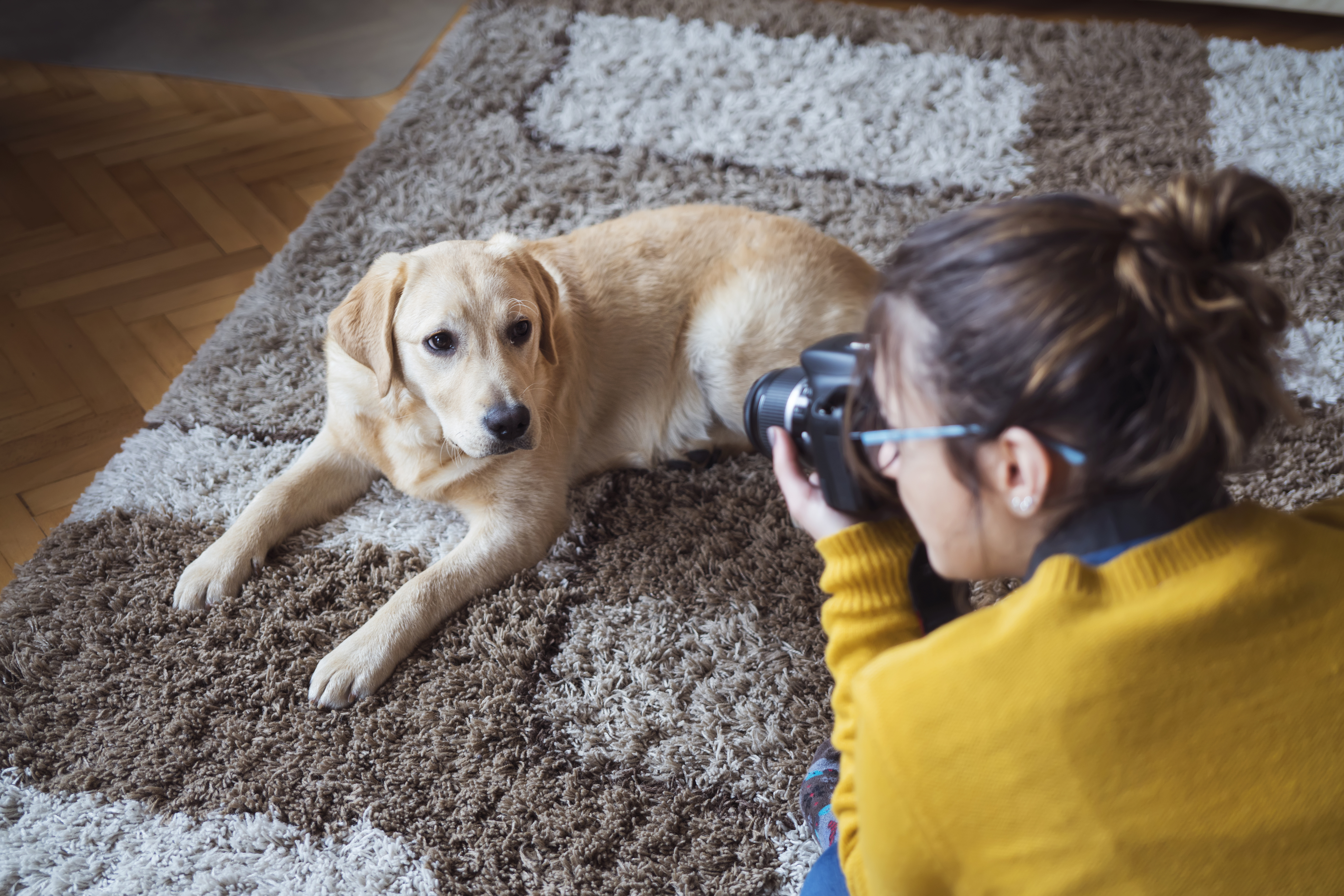 photography resized, A person taking a photo of a Labrador who is laying down.