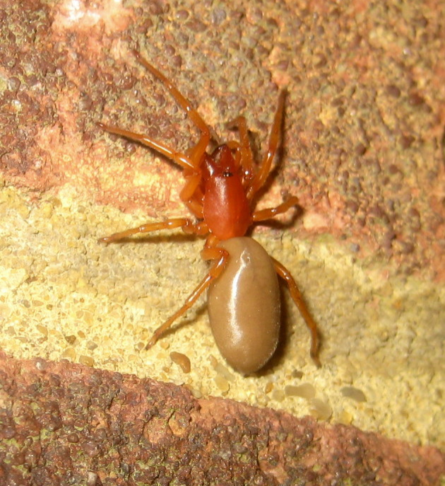 Woodlouse Spider, Woodlouse