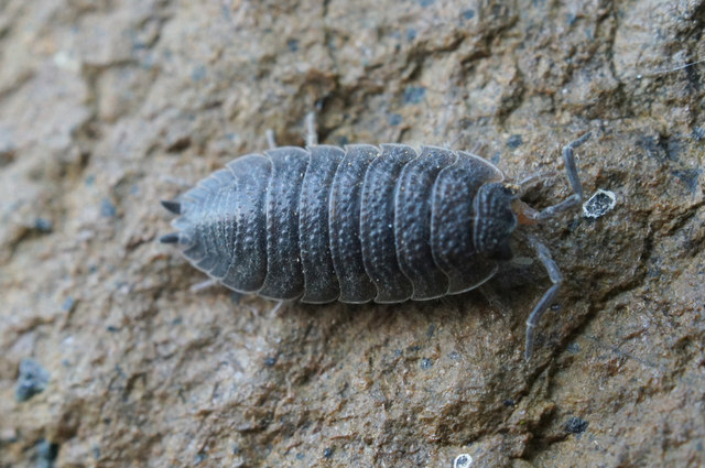 Woodlice, Woodlice