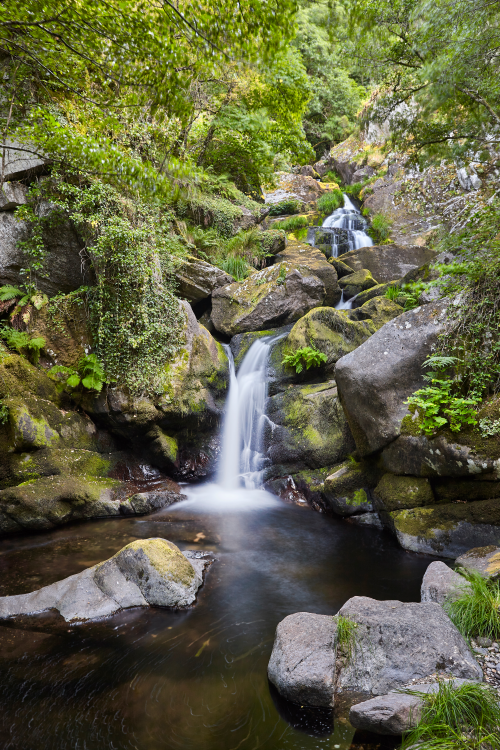 Shaded ghyll with ferns