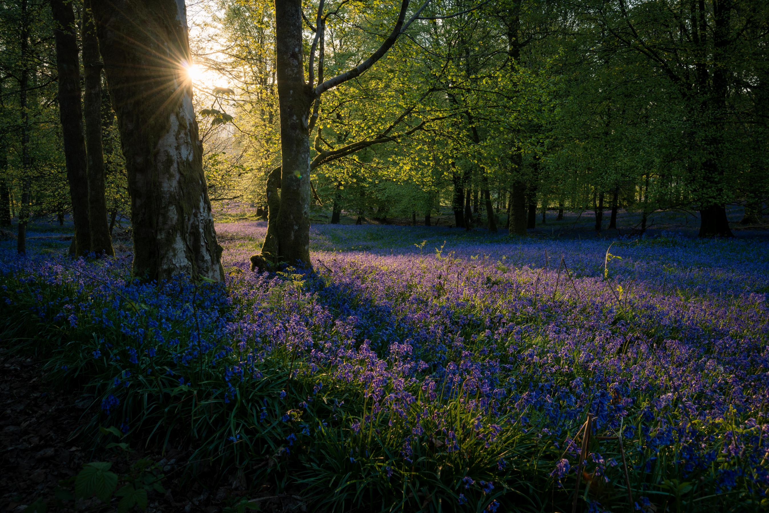Bluebell field in Lake District woods