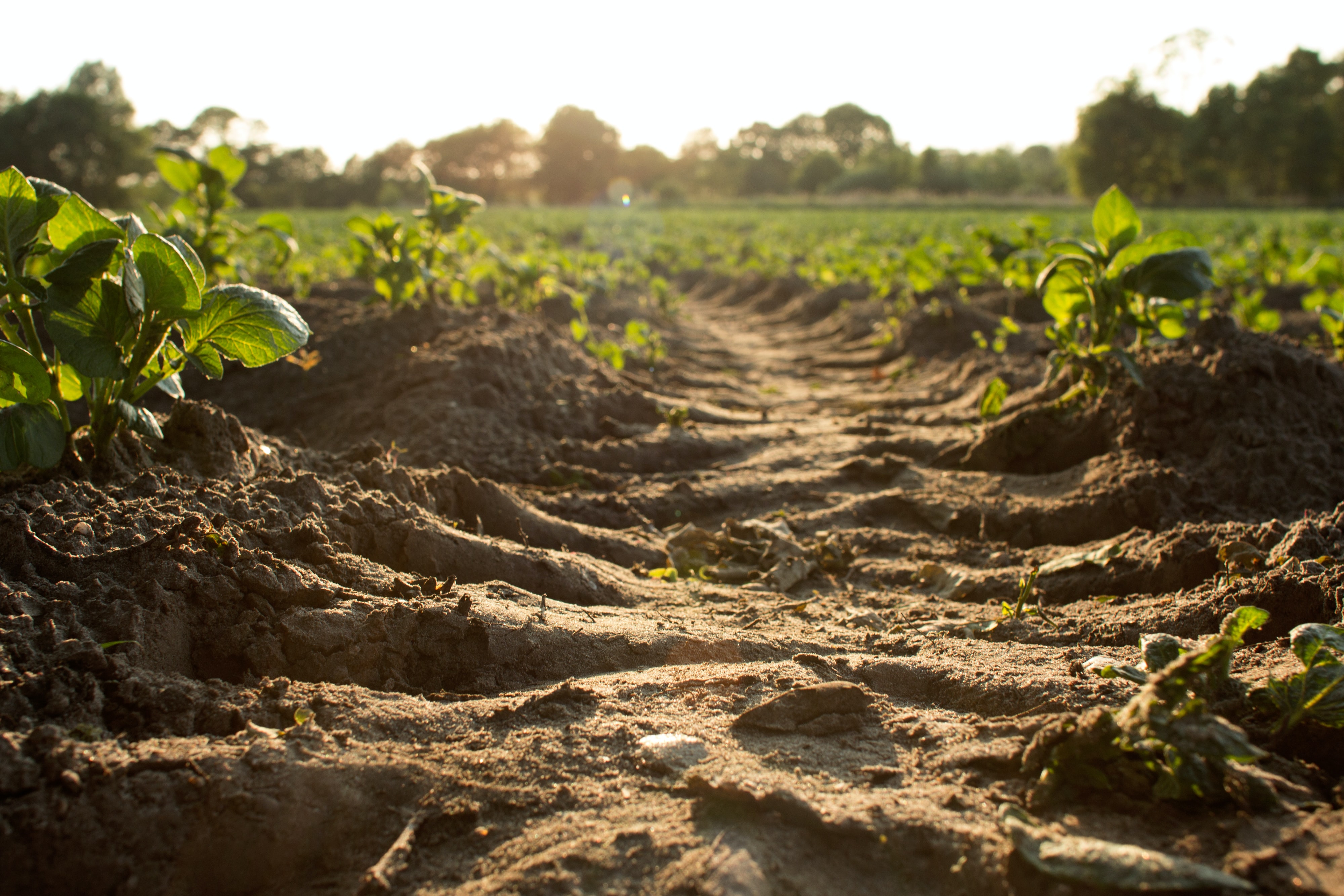 English field at dusk