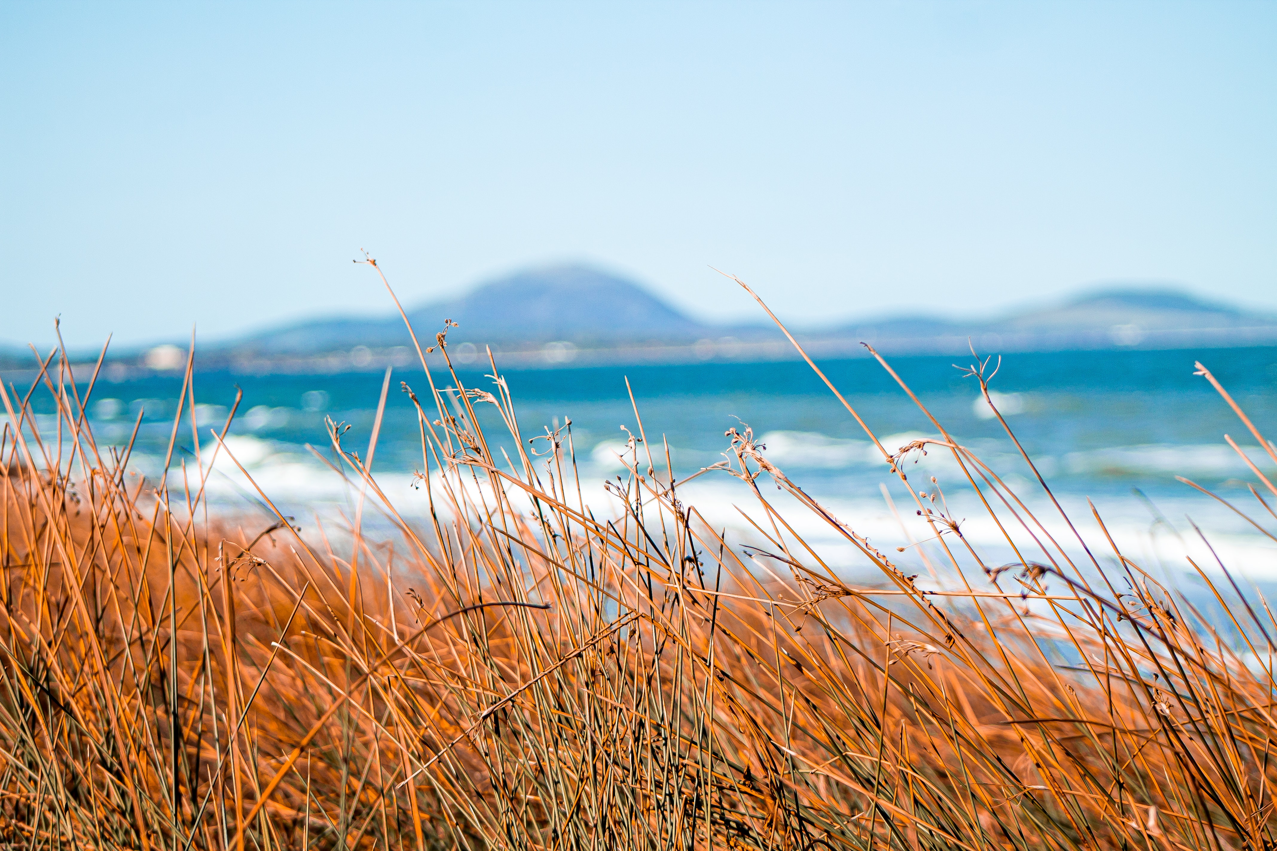 UK seagrass landscape