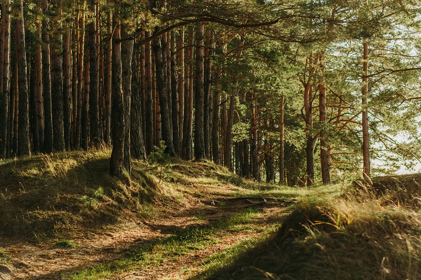 Forest in the Lake District at dusk