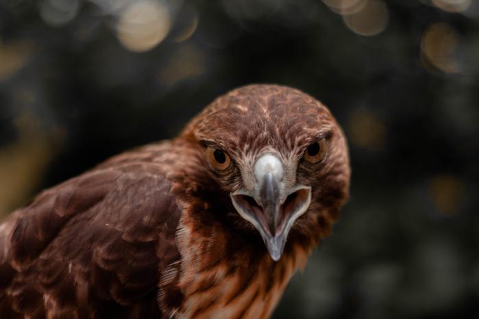 Close up image of a hawk