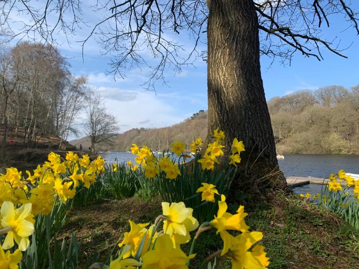 Daffodils & lake