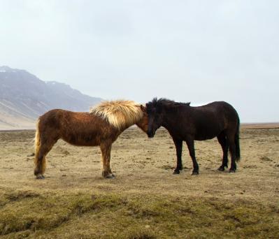 Wildlife Conservation