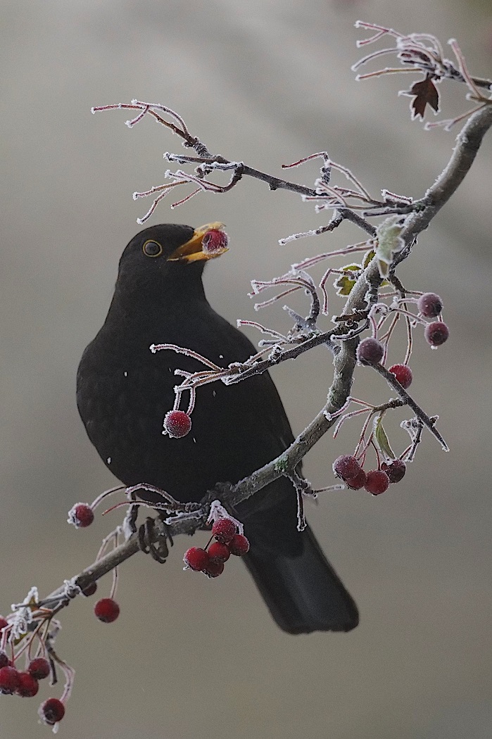 A Winter Snack - Photo: Nathan Greening, 1st Yr Wildlife Media Student