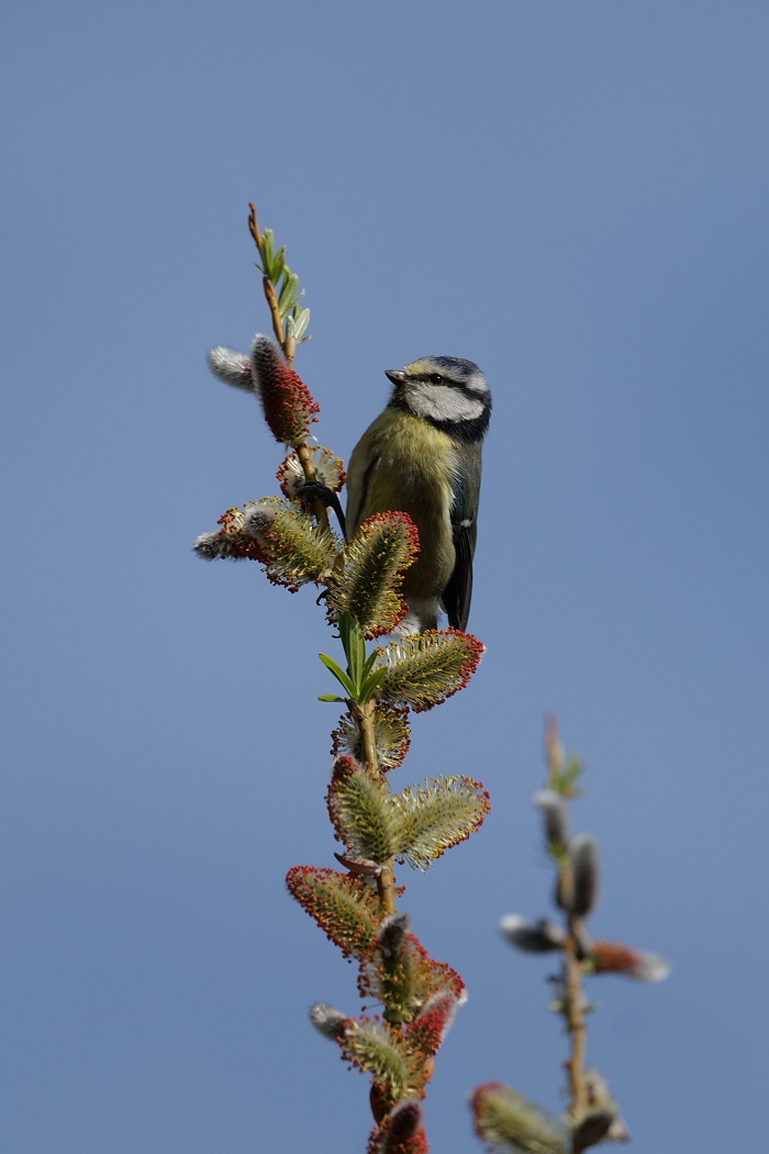 Blue Tit Branch - Photo: Nathan Greening, 1st Yr Wildlife Media Student