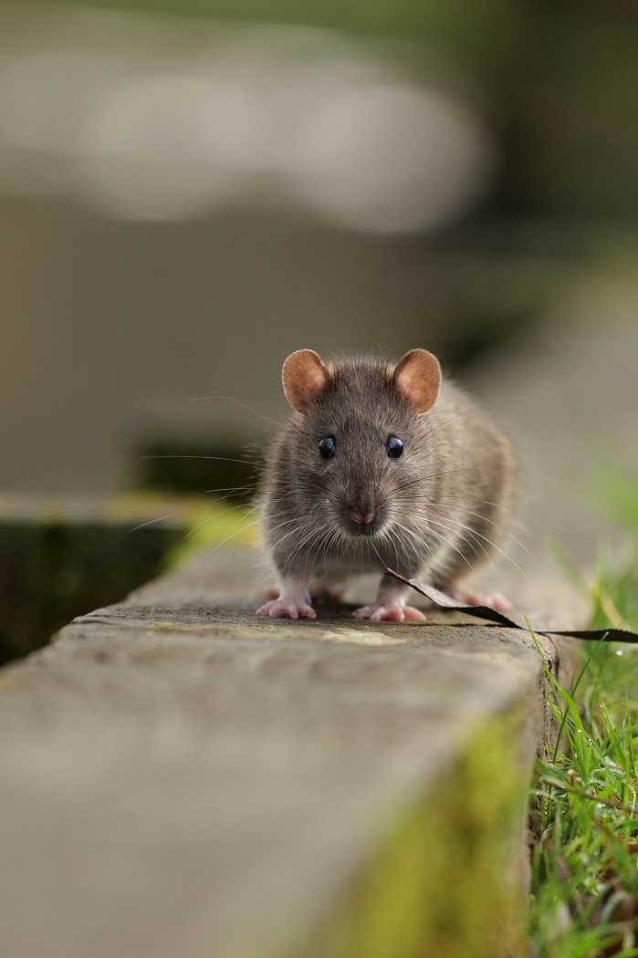 Brown Rat - Photo: Nathan Greening, 1st Yr Wildlife Media Student