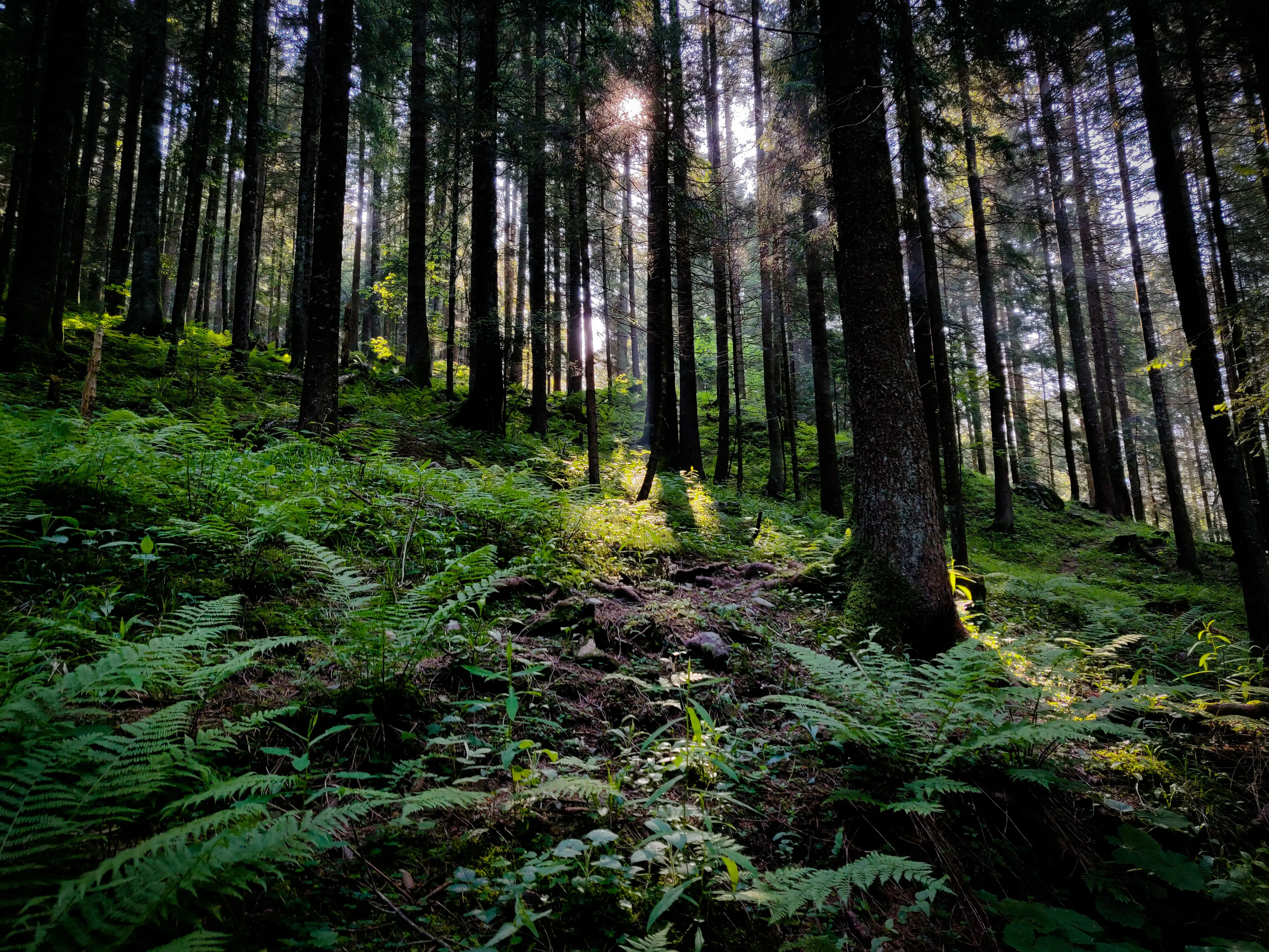 Professional Forester cover image